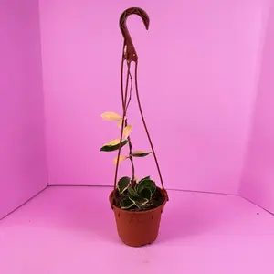 Hoya Carnosa Albo 6” Hanging Basket | Variegated Hoya | Wax Plant