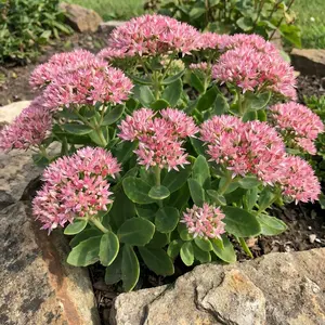 200 Pcs Sedum Flower Seeds for Planting Outdoor-Perennial Eustoma Cut Flower Plant Garden Home Ornamental Non-GMO