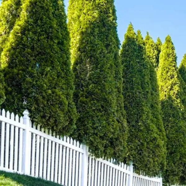 Green Giant Arborvitae Live Plants Evergreen Privacy Screening Landscape