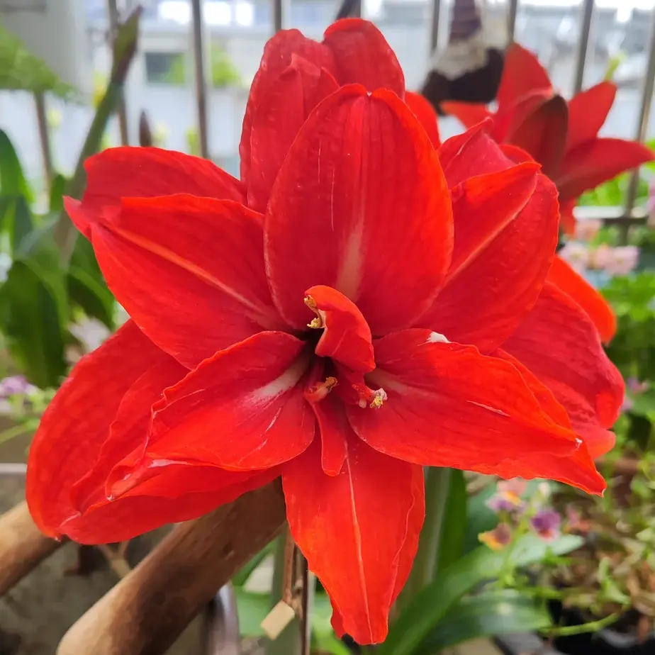 Double Surprise Amaryllis (Hippeastrum) Bulbs, 2-Tone Double-Flowering Perennials, Large Healthy Bulbs for Indoor Pots & Outdoor US Home Garden Decor, Easy-to-Grow Garden Supplies