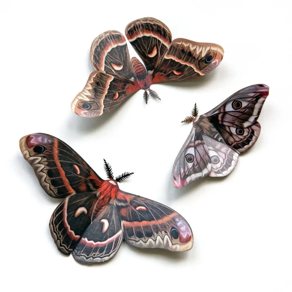 ‘Autumn’ Cecropia Moth Set
