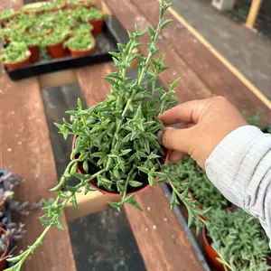 4” pot String of dolphins plant 4” pot String of dolphins plant