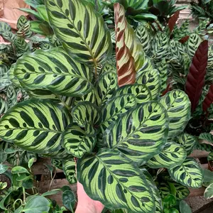Calathea Makoyana 6inch potted live indoor plant