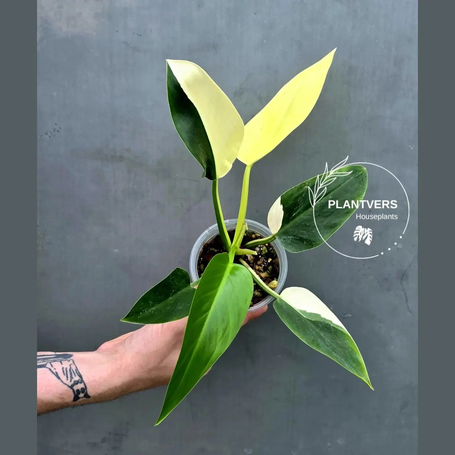 Variegated Philodendron Green Congo - Stunning White & Mint Variegation - (June-17-26)