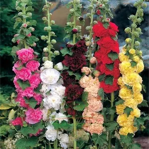 Hollyhock Flower Seeds - 200+ pcs seeds - Perennial for Home Garden Landscapes