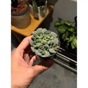 2"Live Succulent Titanopsis hugo Schlechteri 2"Live Succulent Titanopsis hugo Schlechteri