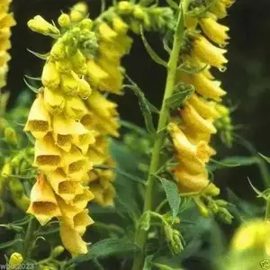 Foxglove Seeds- Yellow- 200 Seeds this is the true perennial species,Digitalis
