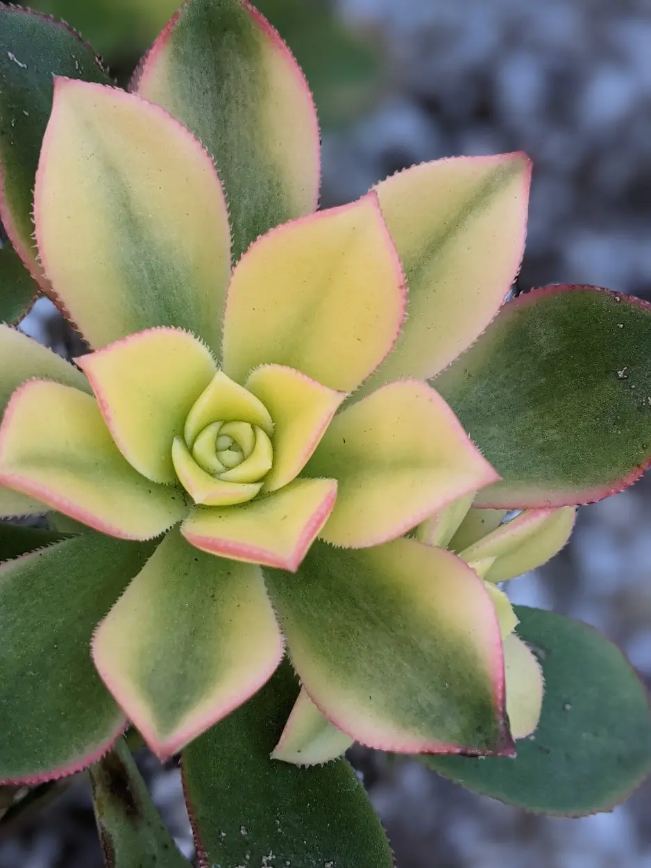 Aeonium Sunburst, Succulent Garden Plant