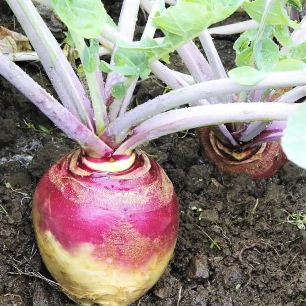 TomorrowSeeds - American Purple Top Rutabaga Seeds -  Swede Swedish Wax Turnip White Neep Parsnip Non GMO Vegetable Seed 2024 Season