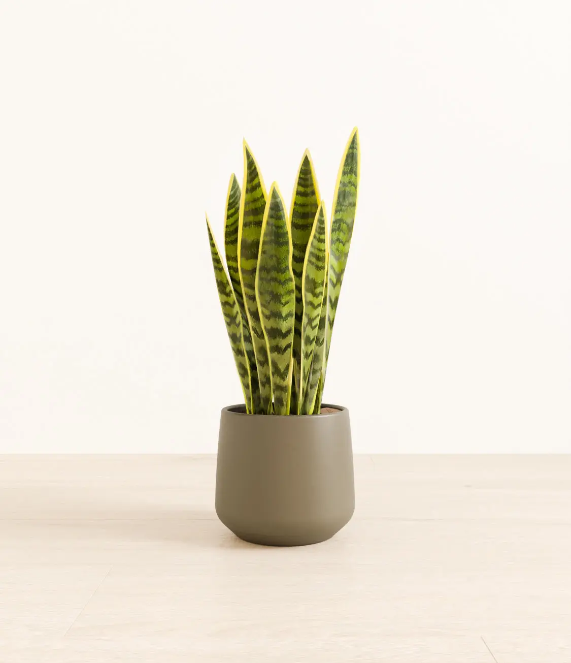 Golden Snake Plant