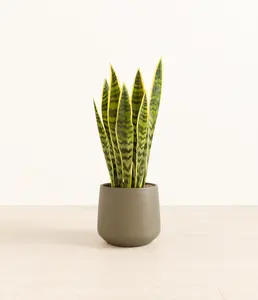 Golden Snake Plant