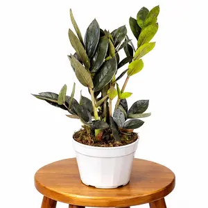6" Raven ZZ Plant, Black ZZ, Live Houseplant, Indoor Plant