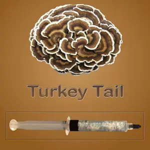 Turkey Tail Mushroom Liquid Culture