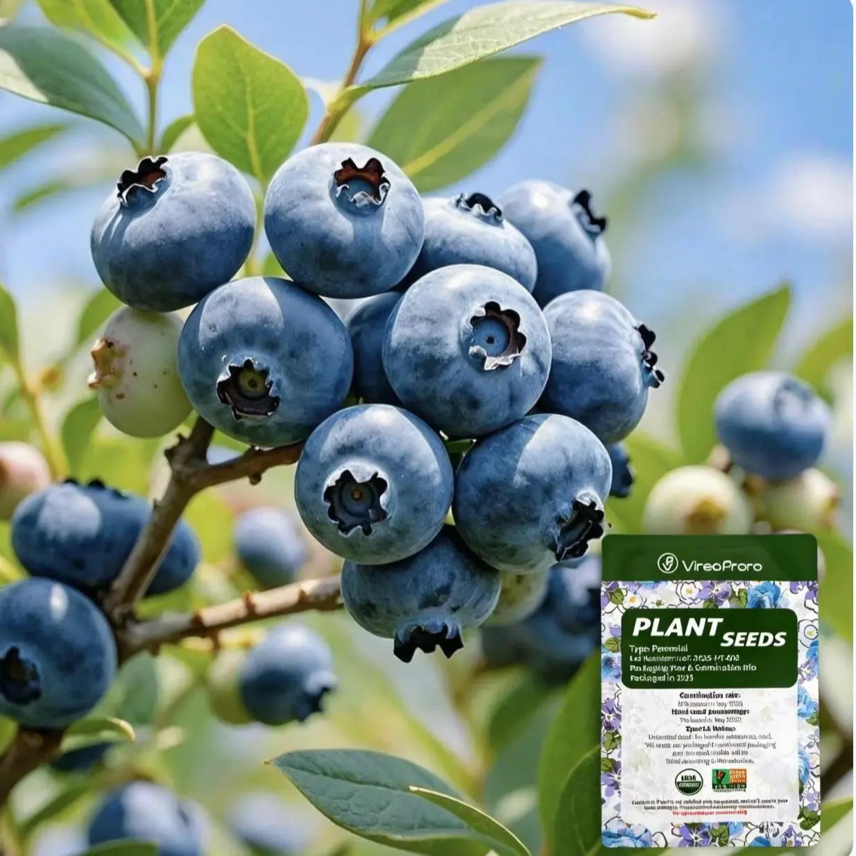 Blueberry Seeds for Garden Planting, Fruit Plant Seeds for Outdoor Growing, Suitable for Home Gardens, Yard Planting and Container Gardening