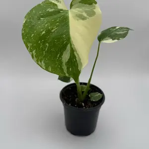 Monstera Thai Constellation | 4 Inch Pot | House Plant | Rare Live Plant