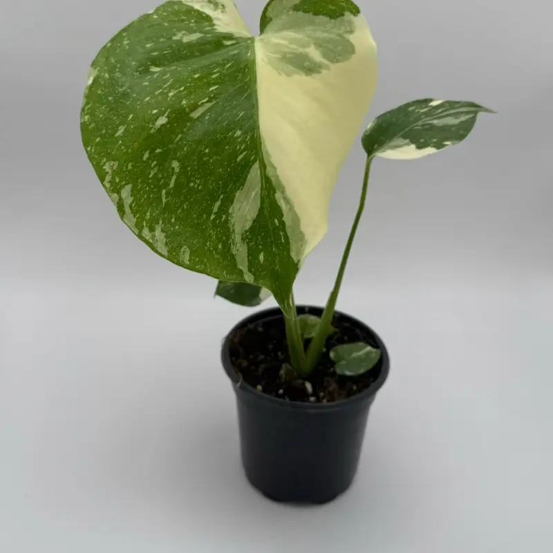 best pot for monstera - TikTok Shop