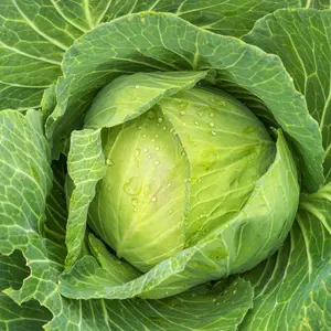 TomorrowSeeds - Golden Acre Cabbage Seeds -  Non GMO Cold Hardy Classic Green Canonball Slaw Vegetable Garden Seed For 2024 Season