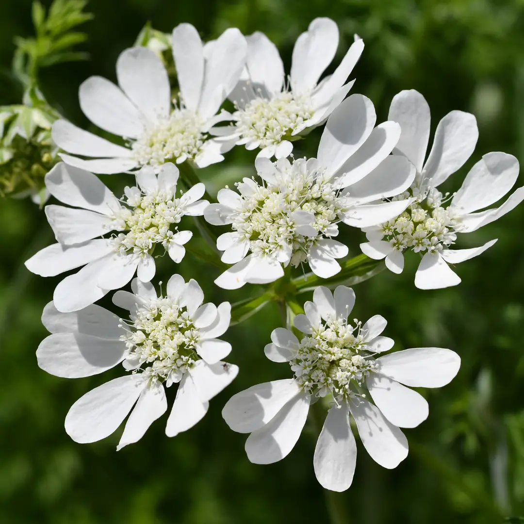 Orlaya seeds