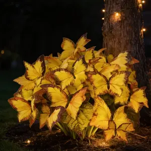 800pcs Butterfly Leaf Hosta Seeds Unique Resembling Butterfly Wings Shade Loving Perennial for Garden Borders Landscaping