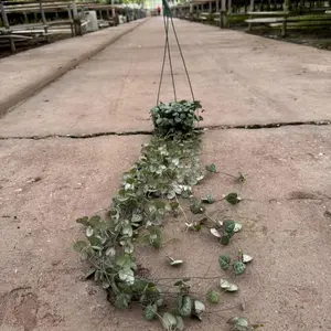 String of Hearts - 3 Foot Vines for Outdoor Decoration and Garden Enhancement