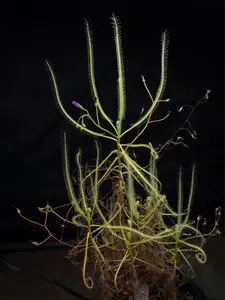 SEEDS - Tropical Sundew - Drosera serpens "green" - Carnivorous Plant