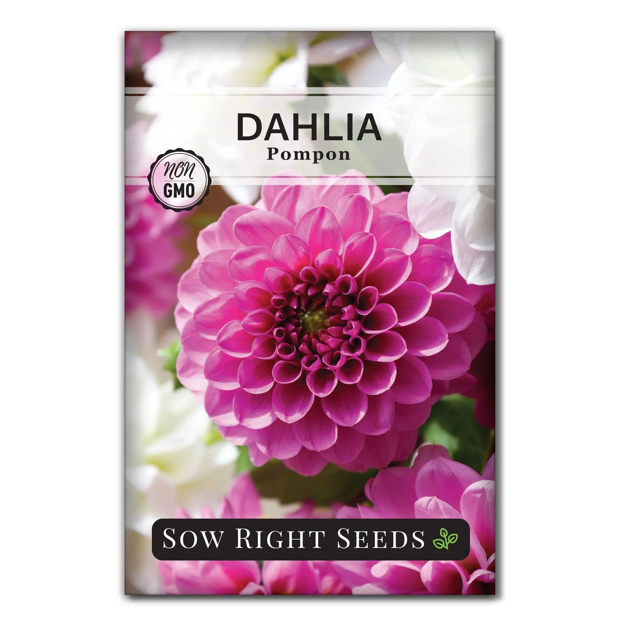 Pompon Dahlia Seeds