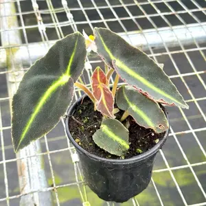 Begonia Listada 4" - Vibrant Green Leaves with Striking Yellow