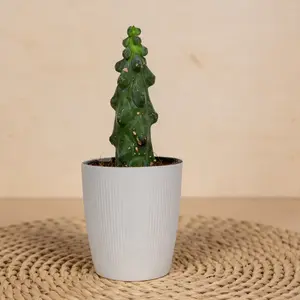MYR001    Live Boobies Cactus 4 Inch Pot – Unique Sculptural Succulent Indoor Plant for Home & Office Decor