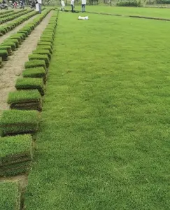 3000 Pcs Premium Lawn Grass Seeds For Lush Green Garden Fast Germination Drought Resistant Perfect For Backyard Landscaping