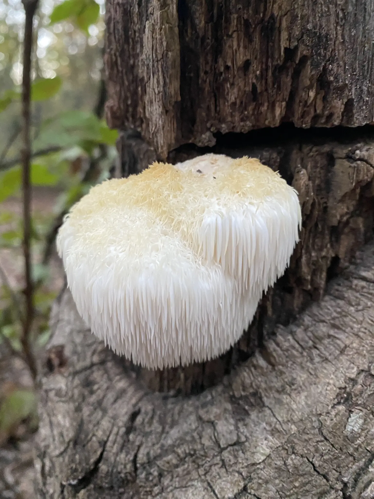 Lion's Mane Liquid Culture (Hericium erinaceus)