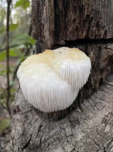 Lion's Mane Liquid Culture (Hericium erinaceus)