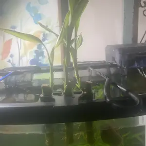 Hanging Fish Tank Plant Holder, Multi-hole Water Cultivation Plant Support, Fish Tank Plant Storage Rack, Aquarium Supplies