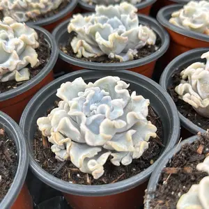 Echeveria ‘Crispate Beauty’ (around 2.5'')- Bare Root Succulents - Terra Tales