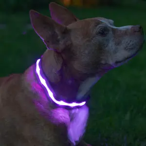 Blazin Brightest Light up Dog Collars - the Original LED Dog Collar with 1,000 Feet of Visibility - USB Rechargeable Waterproof Dog Collar Light - Dog Lights for Night Walking - USA Brand Blazin