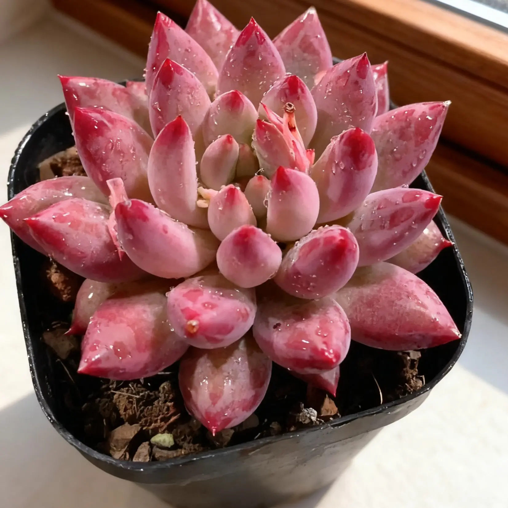 Echeveria Cherry Cherry Succulent Plant – Vivid Red Live Plant, Rare Color, Cute & Easy to Care for, Perfect for Home Decor & Gifts