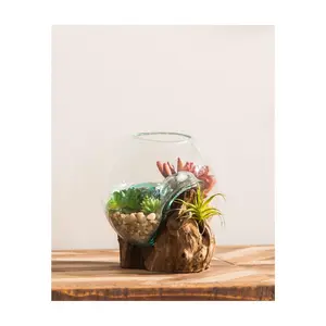 Evergreen Small Glass Planter on Driftwood