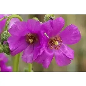 ROCK PURSLANE SEEDS - succulent ornamental herb
