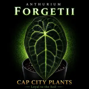 Anthurium Forgetii TC