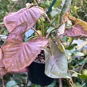 Syngonium Pink Mosaic Plant - Unique Leaf Design with Exotic Mosaic Pattern - Collectible Beauty for Enthusiasts - Bare Root with 4+ Leaves