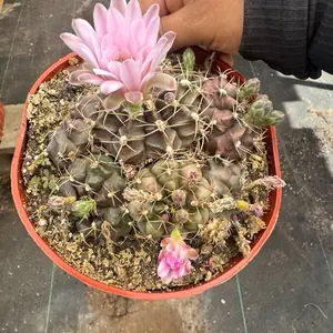 Gymnocalycium Plant 6 inch pot Cactus Plant