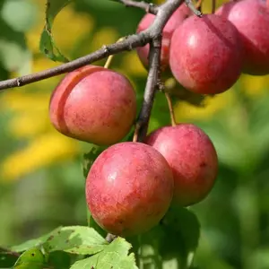 100+ Wild American Plum Heirloom Seeds (prunus Americana) - Non-gmo Garden Seeds Perfect for Creating an Attractive, Wildlife-friendly Garden