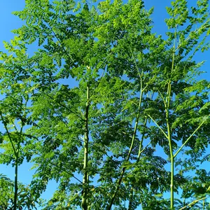 Organic Moringa Seeds (Moringa oleifera) – 5+ Seeds for Herb Gardens, Nutritional Supplements, and Medicinal Use