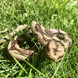 Realistic Large Python Model, Lifelike Wildlife Specimen for Collectors & Education, Perfect for Halloween Christmas Thanksgiving Decor Decoration