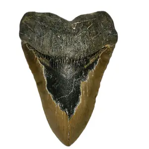 Megalodon Tooth 6.1"x 4.3"