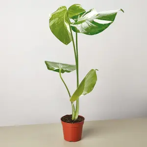 Monstera 'Thai Constellation'