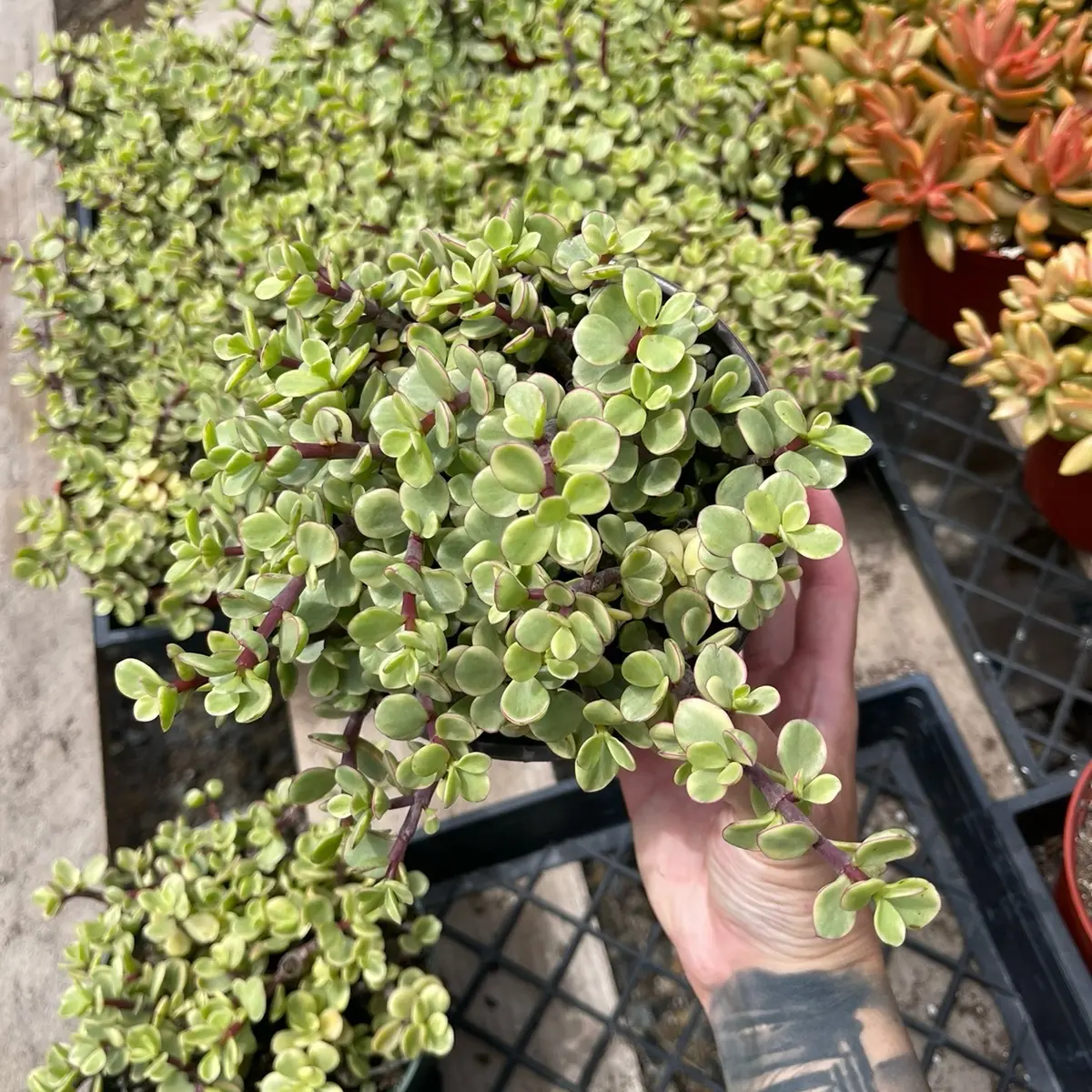 6” rainbow elephant bush bedroom Sculpture succulent