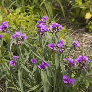 Concord Grape Spiderwort