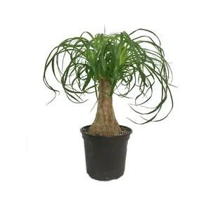 Ponytail Palm - Live Plant in a 6 Inch Growers Pot - Beaucarnea Recurvata - Beautiful Clean Air Indoor Succulent Houseplant