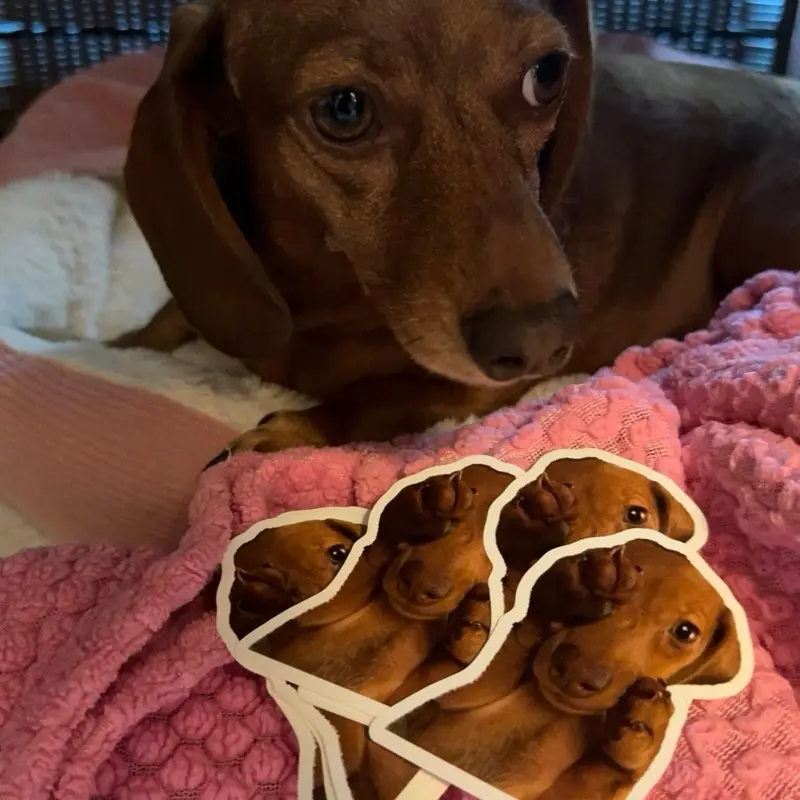 Ciccia PEEK-A-BOO Stickers