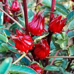 50 Jamaican Sorrel Seeds Florida Cranberry Indian Roselle Hibiscus Sabdariffa Seeds Non-GMO Nutritious Plant for Home Garden